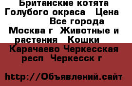 Британские котята Голубого окраса › Цена ­ 8 000 - Все города, Москва г. Животные и растения » Кошки   . Карачаево-Черкесская респ.,Черкесск г.